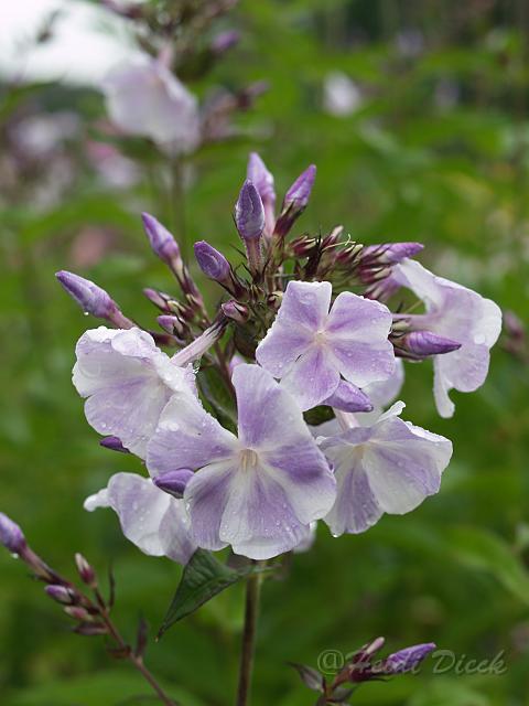 Phlox Prospero.JPG